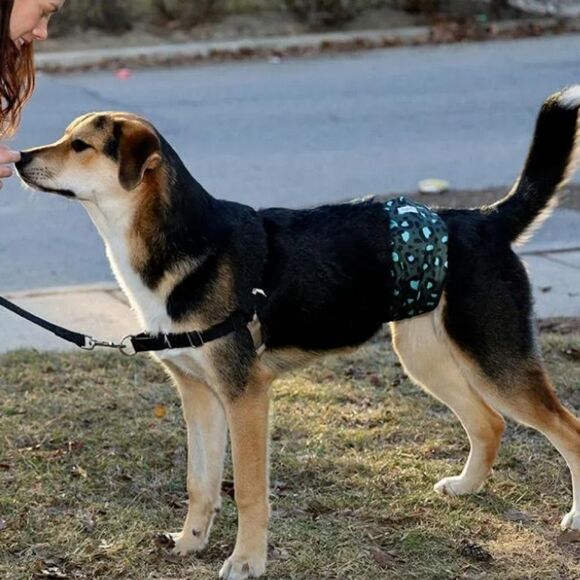 Koala Male Dog Diapers 3 Pack High Absorbing Dog Belly Bands Small Wrap 3pk New - Picture 3 of 7